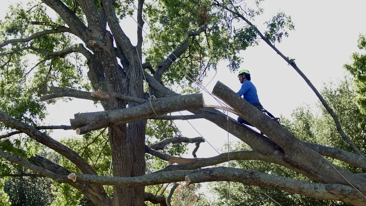 Professional Crown Thinning performed by certified arborists in Tiffin